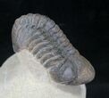 Reedops Trilobite - Great Preservation #20651-5